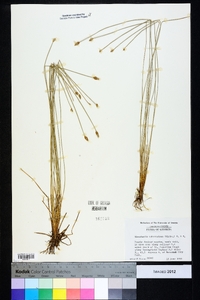 Eleocharis tuberculosa image