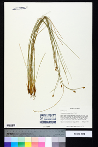 Eleocharis tuberculosa image