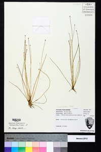 Eleocharis vivipara image