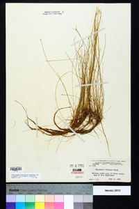 Eleocharis vivipara image