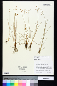 Fimbristylis annua image