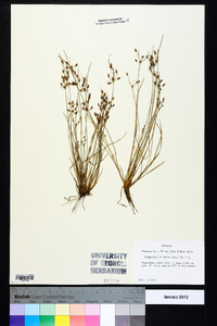 Fimbristylis annua image