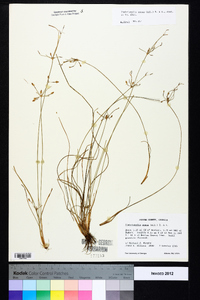 Fimbristylis annua image