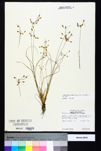 Fimbristylis annua image