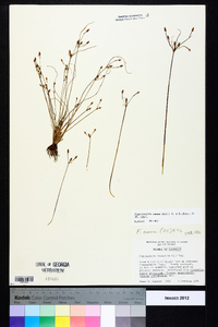 Fimbristylis annua image