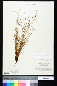 Fimbristylis annua image