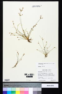 Fimbristylis annua image