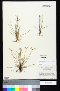 Fimbristylis annua image