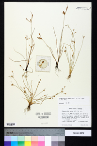 Fimbristylis annua image