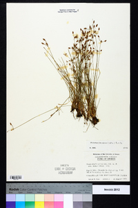 Fimbristylis annua image