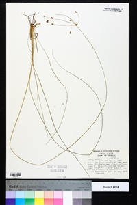 Fimbristylis annua image