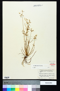 Fimbristylis annua image