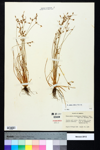 Fimbristylis annua image