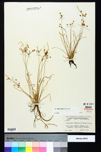 Fimbristylis annua image