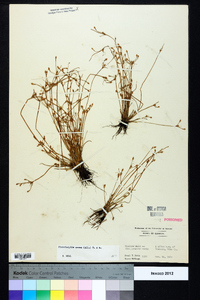 Fimbristylis annua image