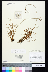 Fimbristylis brevivaginata image