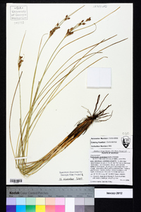 Fimbristylis caroliniana image