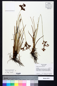 Fimbristylis caroliniana image