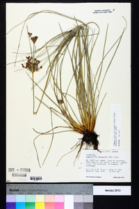 Fimbristylis caroliniana image