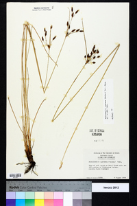 Fimbristylis castanea image