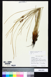 Fimbristylis castanea image