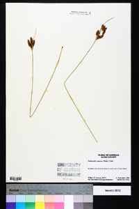 Fimbristylis castanea image