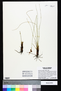 Fimbristylis castanea image