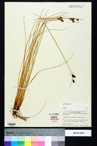 Fimbristylis castanea image