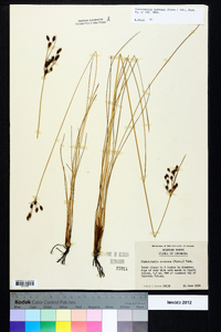 Fimbristylis castanea image