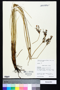 Fimbristylis castanea image