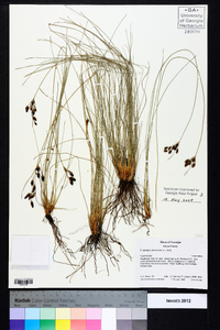 Fimbristylis dichotoma image