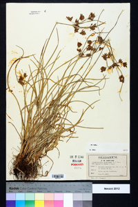 Fimbristylis dichotoma image