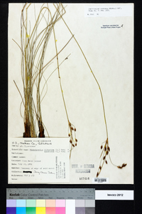 Fimbristylis dichotoma image