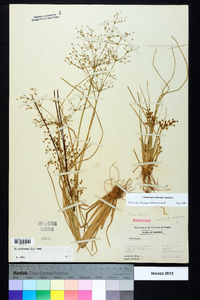 Fimbristylis miliacea image