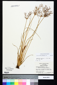 Fimbristylis miliacea image