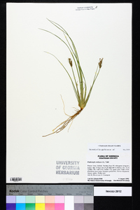 Fimbristylis miliacea image