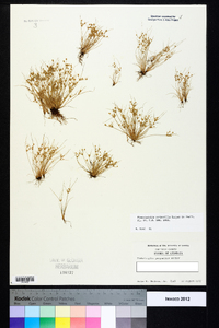 Fimbristylis perpusilla image