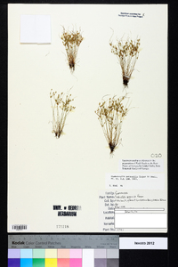 Fimbristylis perpusilla image