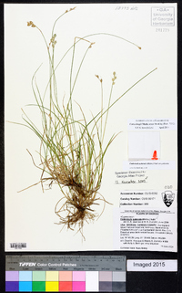 Carex longii image