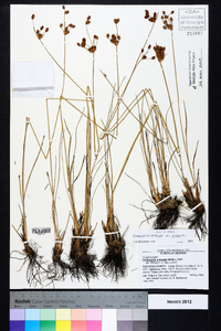 Fimbristylis puberula var. puberula image