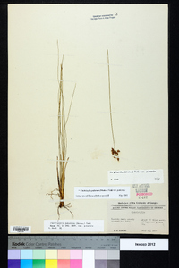 Fimbristylis puberula var. puberula image