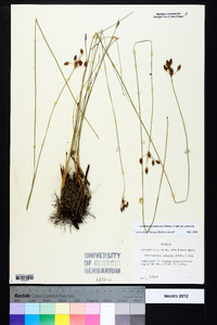 Fimbristylis puberula image