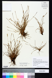 Fimbristylis schoenoides image