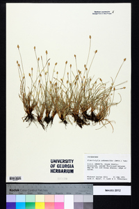 Fimbristylis schoenoides image