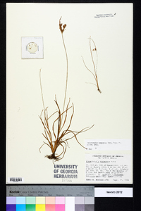 Fimbristylis tomentosa image