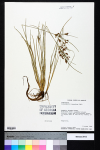 Fimbristylis tomentosa image