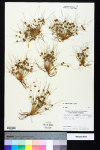 Fimbristylis vahlii image