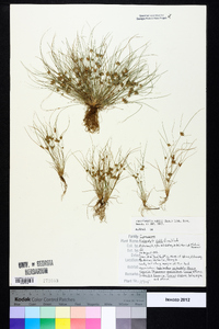 Fimbristylis vahlii image