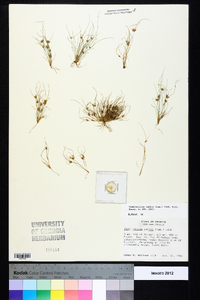 Fimbristylis vahlii image