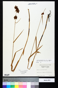 Fuirena breviseta image